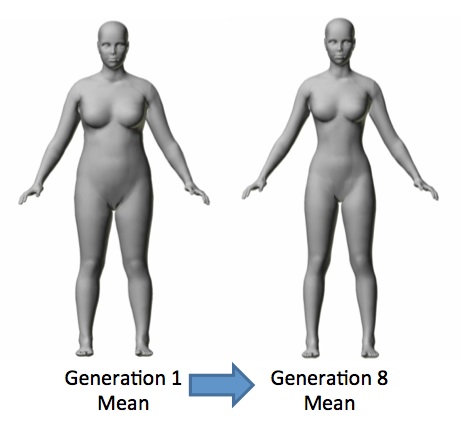 In eight generations, the average body became more slender. Waist, seat, collar, bust, underbust, forearm, bicep, calf and thigh girth all decreased by more than one standard deviation. At the same time, leg length (inseam) rose by 1.4 standard deviations. Rob Brooks