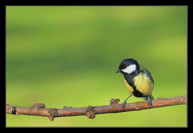 Early rising male Great Tits can get the sexy stuff over with and spend the res of the day looking fabulous. Israel Gutiérrez/flickr