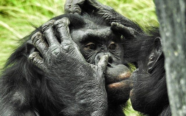 Two bonobos grooming