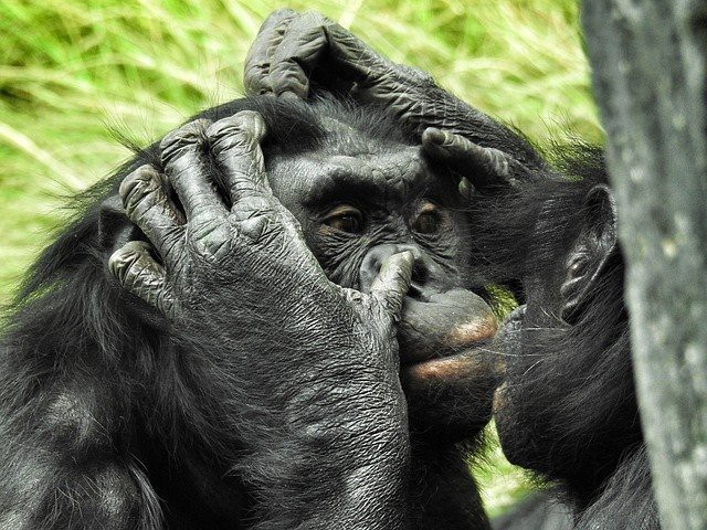 Two bonobos grooming